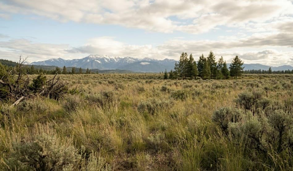 Raw unimproved land in Washington State ready for building evaluation